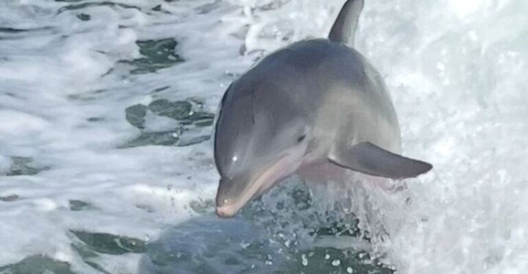 Cape Coral Dolphin Watching and Dock Dining