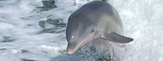 Private Dolphin Watching and Dock & Dine Adventure in Cape Coral