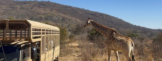 Johannesburg Day Trip Lion Park and Lesedi Cultural Village
