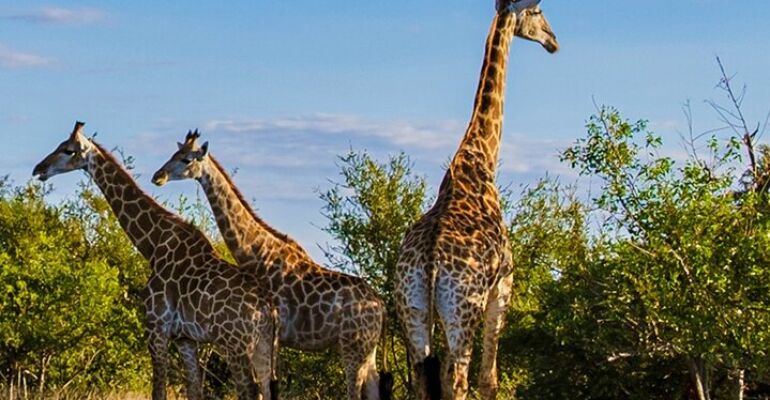 Durban Half-Day Safari and Zulu Culture