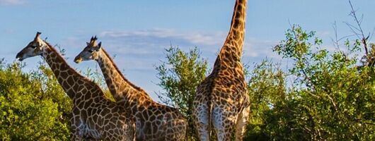 Half Day Tala Game Reserve & Zulu Cultural Experience from Durban