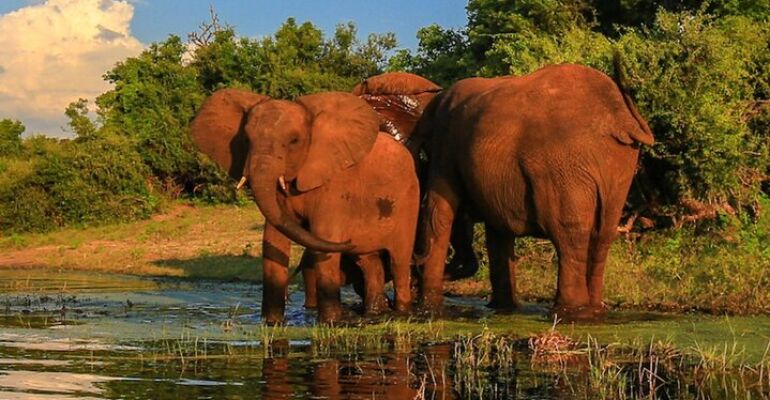 Durban Half-Day Safari Adventure Experience