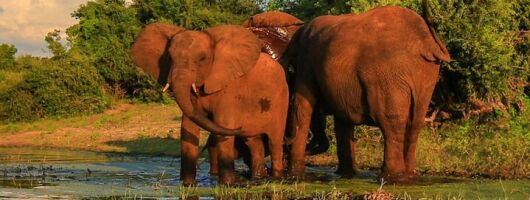 Half Day Safari Durban Tala Game Reserve and Lion Park