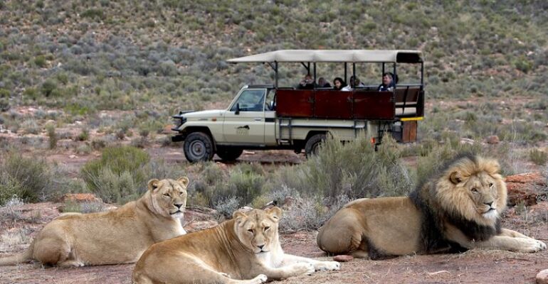 Cape Town Big Five Safari Tour