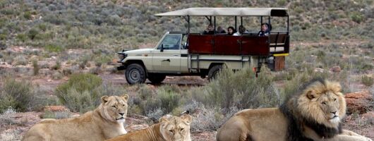 Half Day Game Drive at Aquila Reserve with Pickup