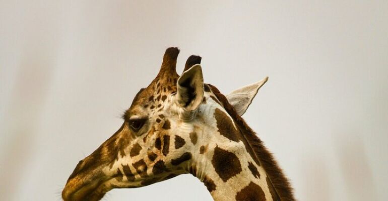 South Africa Wildlife and Wine Adventure