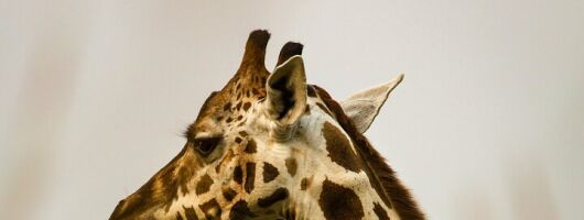  Giraffe house and Cheetahs encounter Tour with Wine tasting 