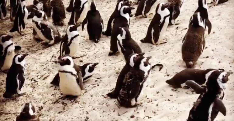 Cape Town Peninsula and Boulders Beach Tour