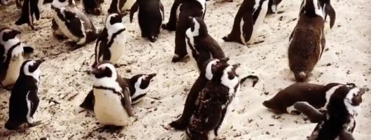 Penguins, Cape Point and peninsula Tour in Lux Electric Vehicle