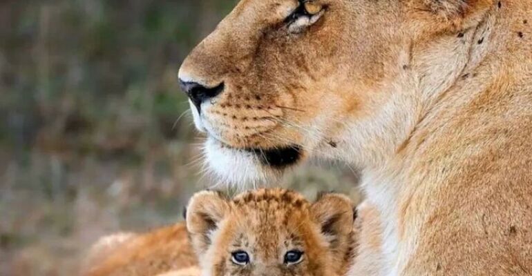 Kruger National Park Full-Day Safari Adventure