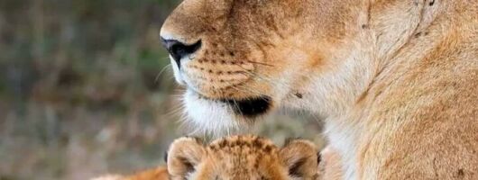 Kruger Half Day Safari
