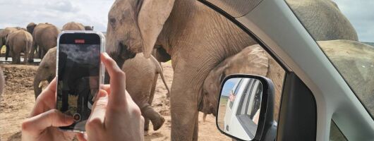 Addo National Park Tour
