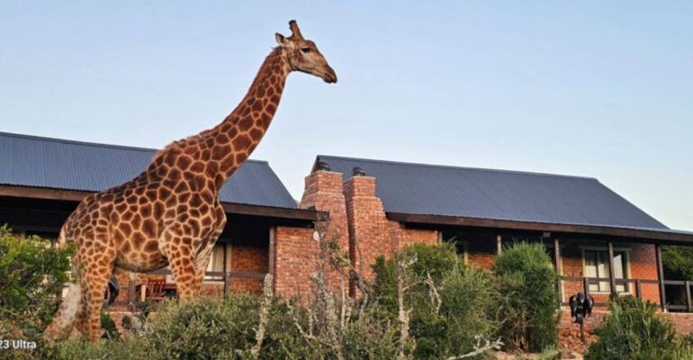 Sunrise Giraffe Walk and Wildlife Encounter