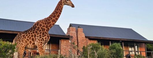 Giraffe Walk & Game Drive