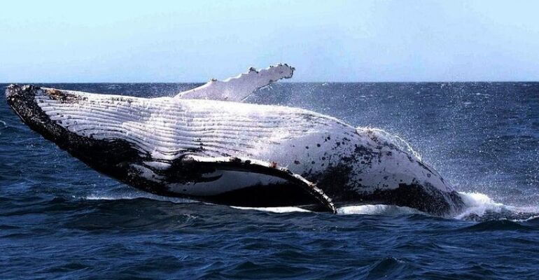 Sydney Humpback Whale Sailing Tour
