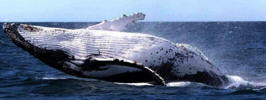 Sydney Whale Watching and Sightseeing Sailing Private Tour