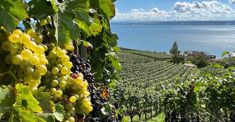 Friedrichshafen Wine Tasting and Wineries Tour