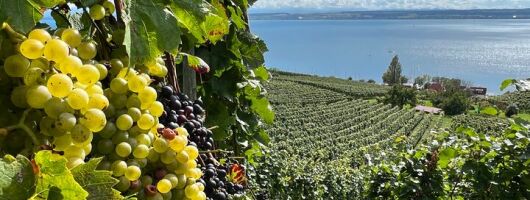 Lake Constance wine tour > day tour > wine tasting at 3 winemakers