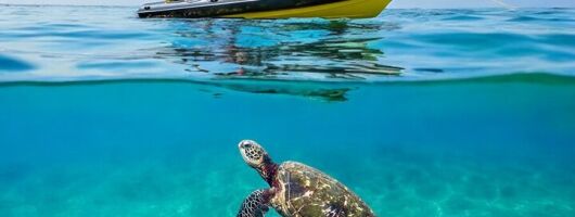 Waikiki Sunset Swim Adventure Private Boat Cruise