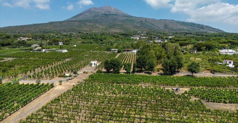 Naples to Pompeii and Vesuvius Wine Tour