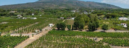 Private Pompeii and Vineyard Escape from Naples