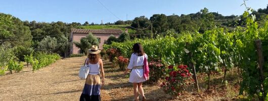 Discover Authentic Flavors of Elba Island: Winery Tour & Tasting