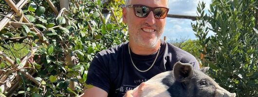 Discover Montepulciano: Cinta Senese Pigs, Lunch & wine in a Farm
