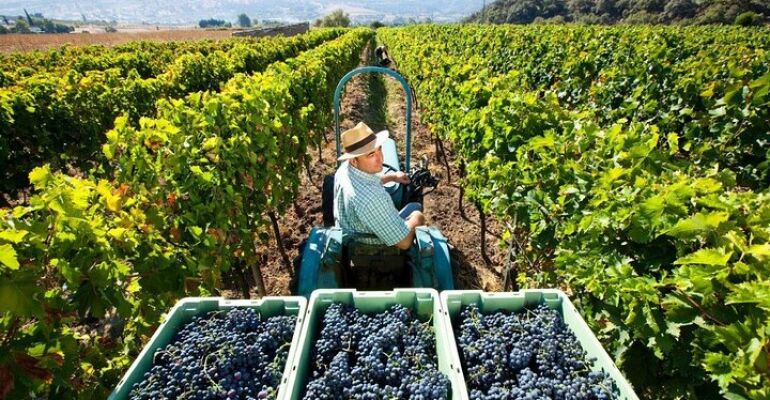 Valpolicella Exclusive Wine and Olive Oil Tour