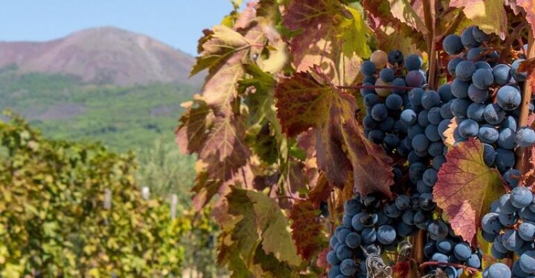 Naples Vesuvius Crater Tour and Wine Tasting