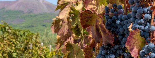 Vesuvius with Wine Tasting and lunch included from Naples