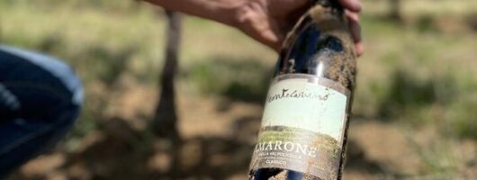 Boutique Winery Tour & Tasting in Valpolicella