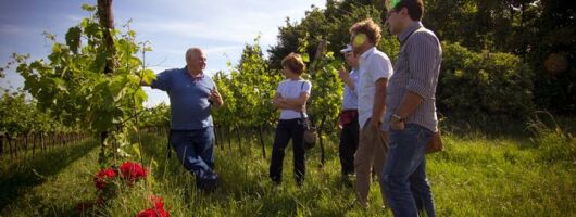 Winery Tour and Tasting on Padua Hills