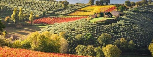 Full day experience | Umbria wine tasting and SPA relax