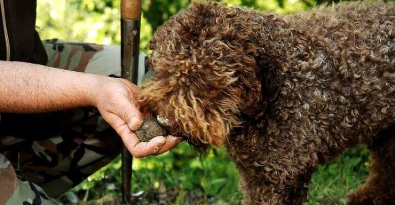 Assisi Truffle Hunting and Cultural Experience
