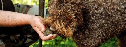 Full day experience | Truffle hunting in Assisi