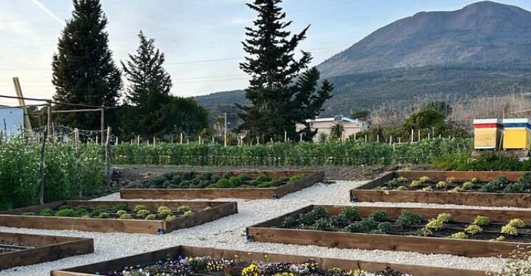 Pompeii Guided Tour and Winery Experience