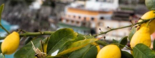 Local product and food tour in Sorrento