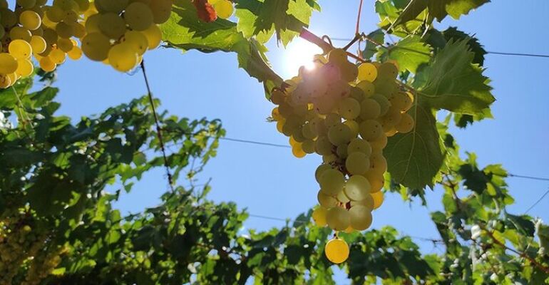 Civitavecchia Roman Castles Wine Tasting Tour