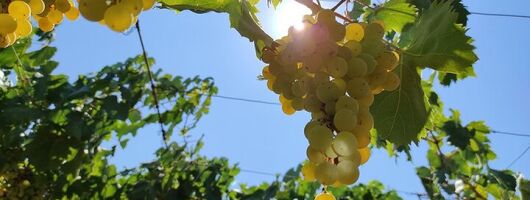 Civitavecchia Private Wine Tour and Roman Castles