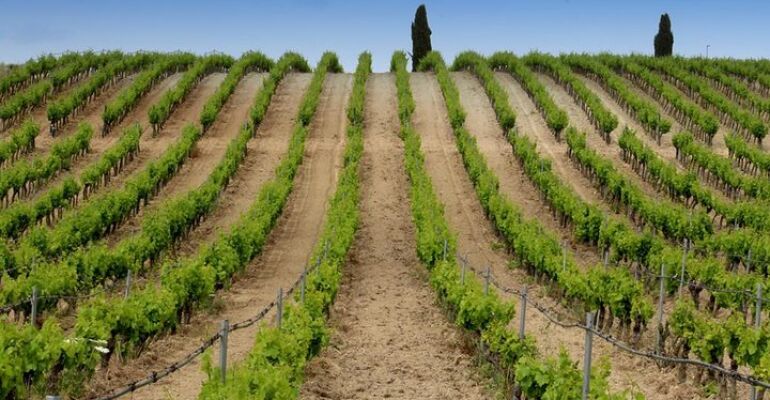 Sardinia Wine and Cheese Tasting Tour