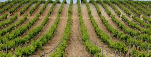 Cagliari: Wine and Cheese Tasting Private Experience