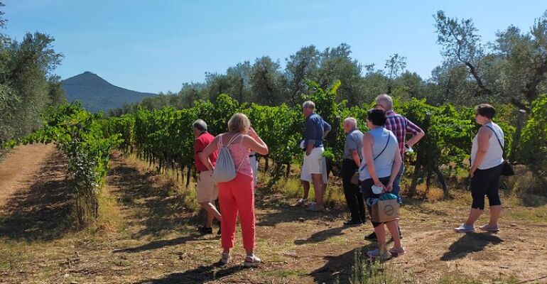 Bolgheri Scenic Winery Tour and Tasting