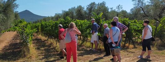 Private wine tour with sommelier - the magical Bolgheri (2 wineries)