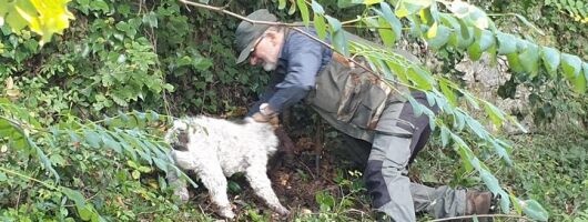 Truffle hunt, Lunch, Horse riding, a top half-day near Florence