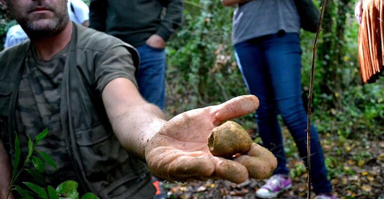 Tuscany Truffle Hunting and Wine Tasting