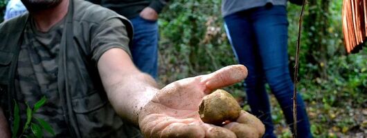 Full-Day Small-Group Truffle Hunting in Tuscany with Lunch
