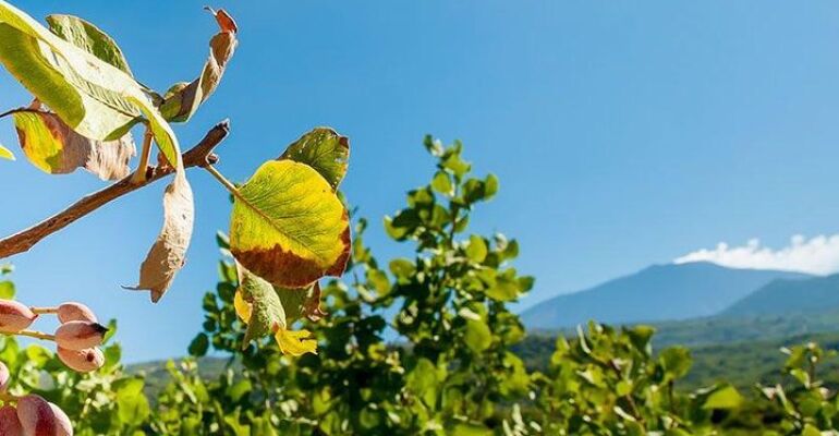 Bronte Mount Etna Volcanic Hiking Tour