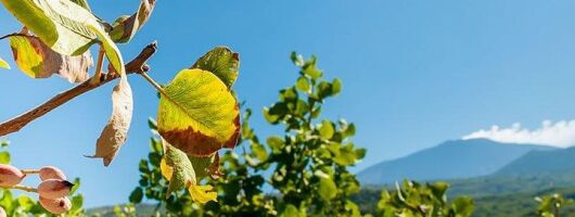 Private Etna tour and pistachio lunch in a pistachio farm
