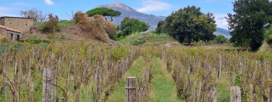 Day on a private and guided tour of Pompeii and Naples with lunch