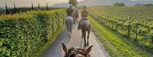 Private Horseback Riding Tour of the Vineyards in Verona with Wine Tasting